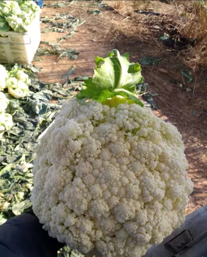 白花菜欢迎实地考察量大，天天有货，全国调货，需要联系