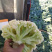 白花菜欢迎实地考察量大，天天有货，全国调货，需要联系