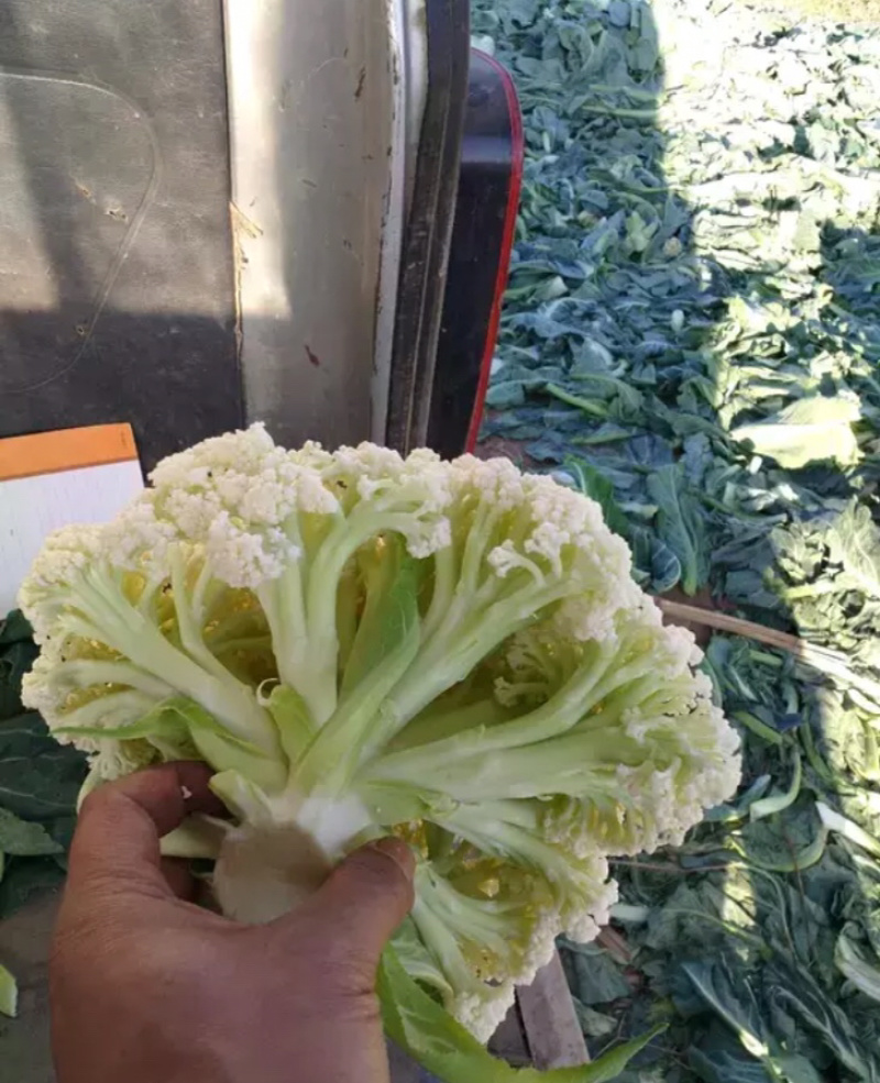 白花菜欢迎实地考察量大，天天有货，全国调货，需要联系
