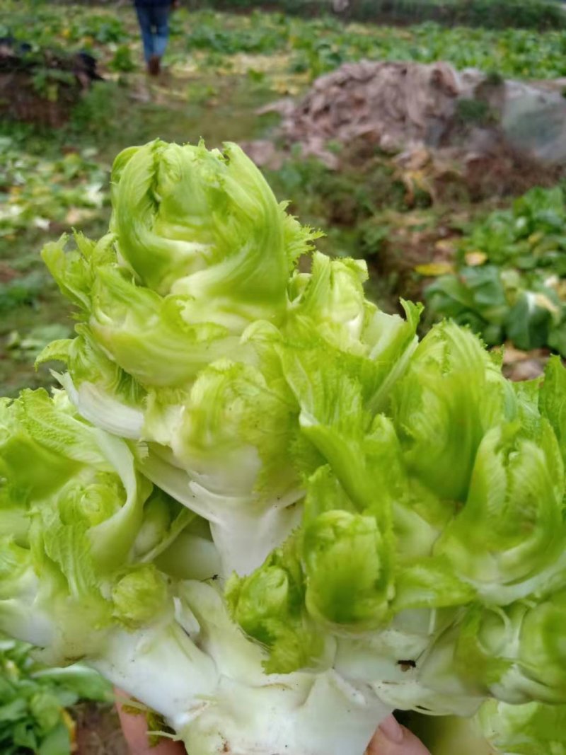 儿菜