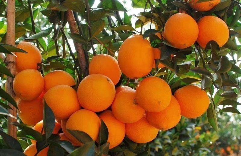 秭归纽荷尔脐橙，长虹，血橙自家果园无中间商。