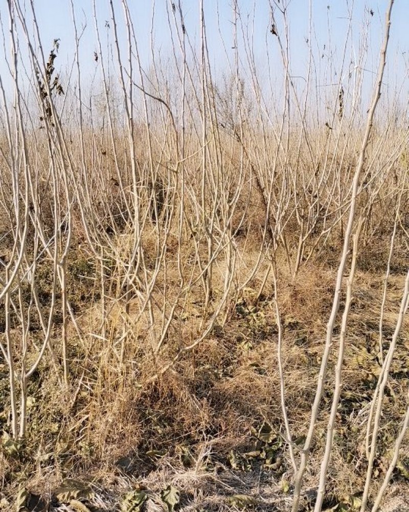 桑枝条