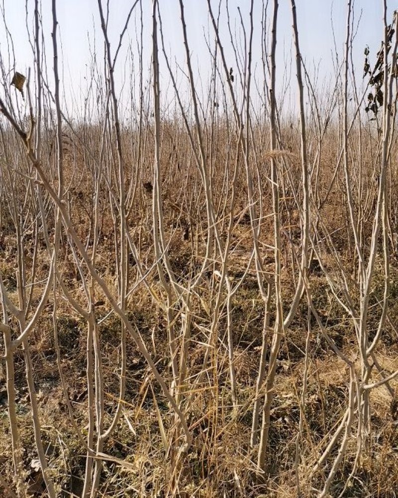 桑枝条