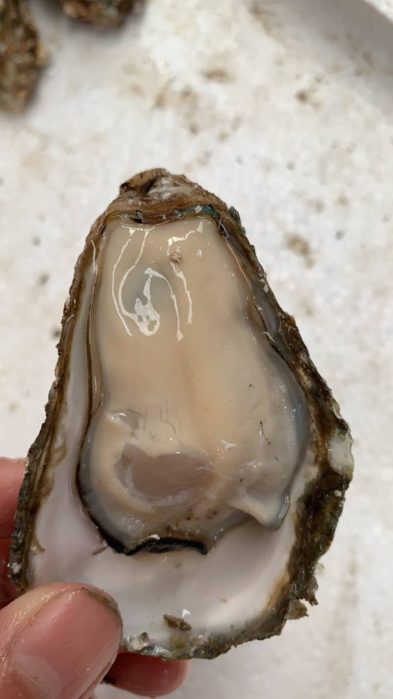 鲜活小蚝，5个/斤，个大肉肥，质量保证，产地直销