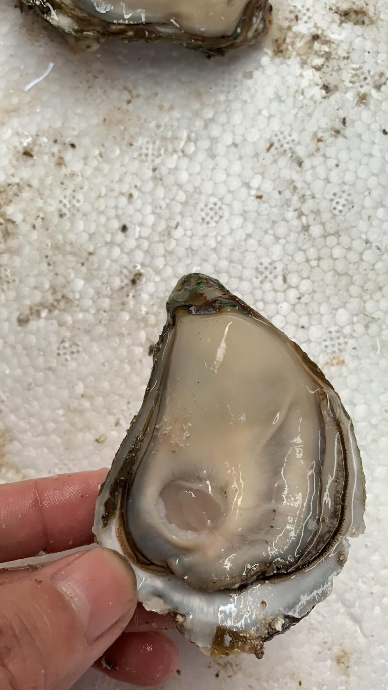 鲜活小蚝，5个/斤，个大肉肥，质量保证，产地直销