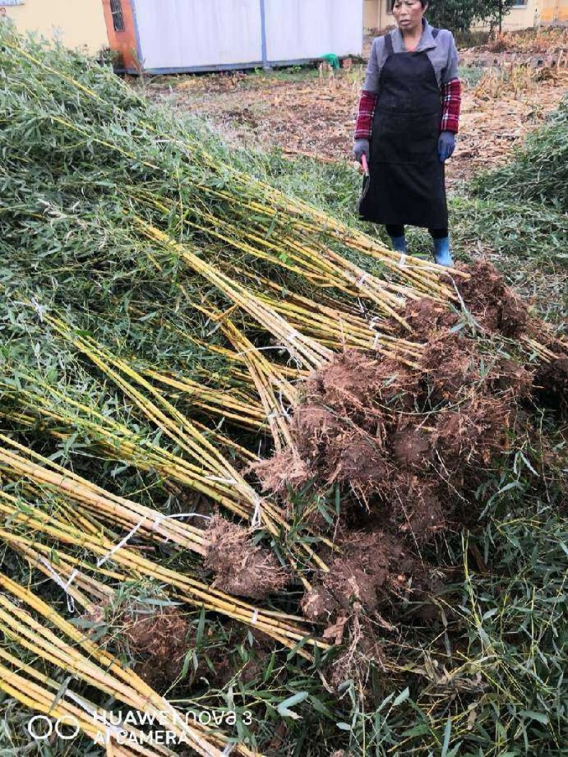 金镶玉竹苗价格金镶玉竹金镶玉竹苗基地黄金间碧玉竹苗