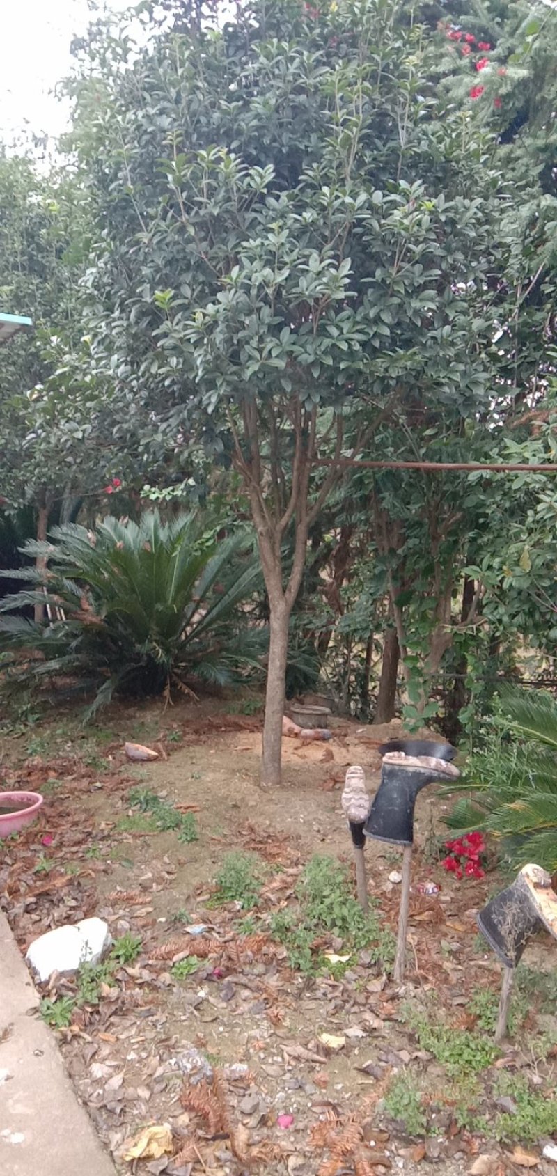 桂花树