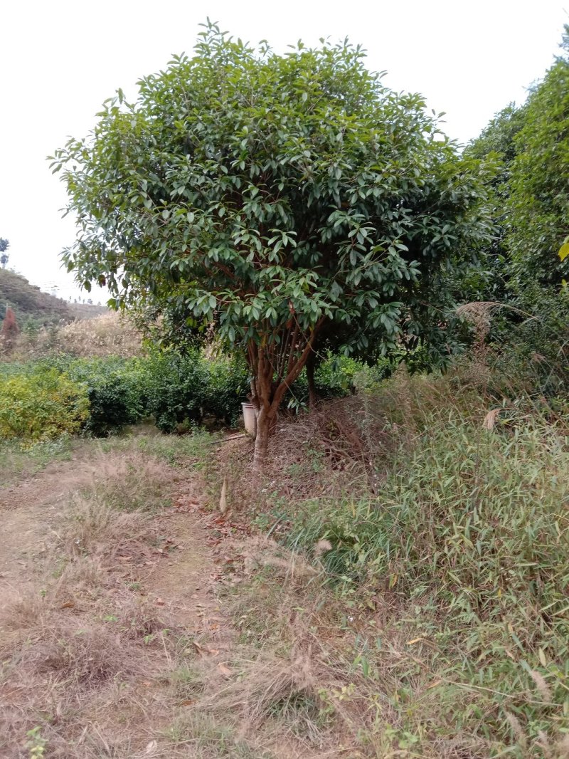 桂花树
