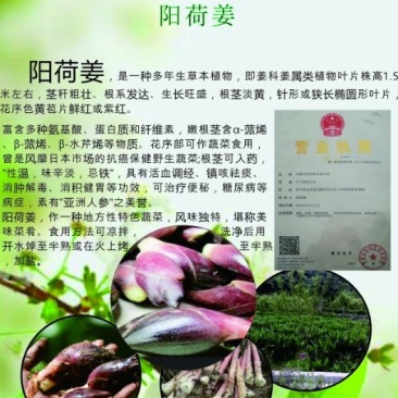 绿色食品:洋火姜