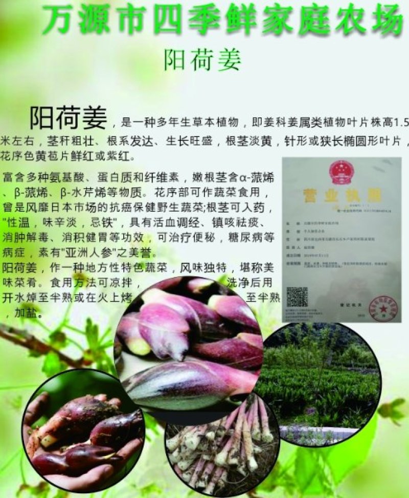 绿色食品:洋火姜