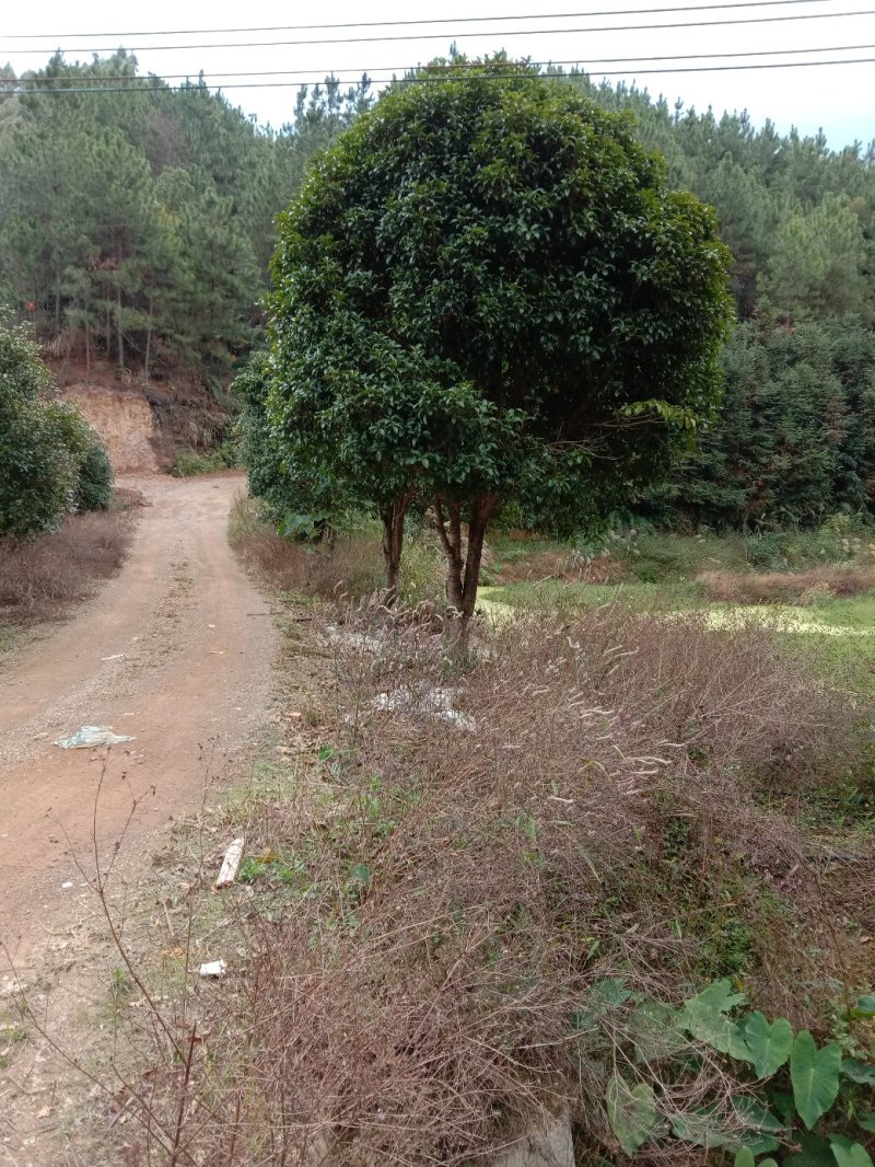 桂花树