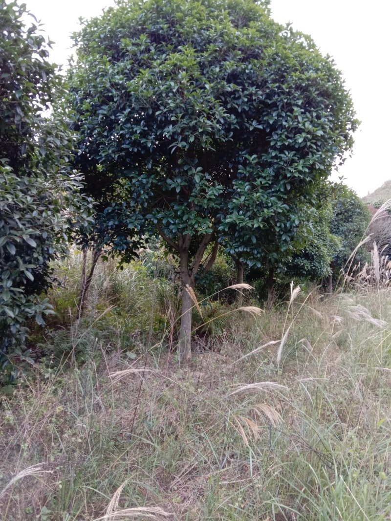 桂花树