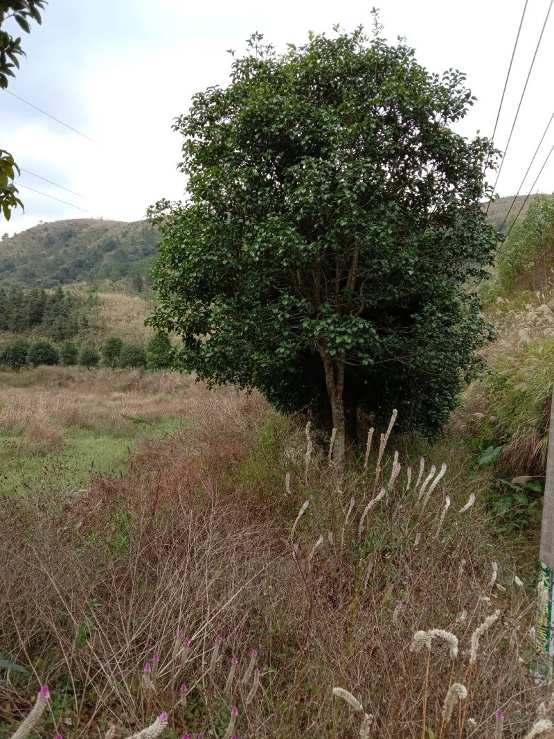 桂花树