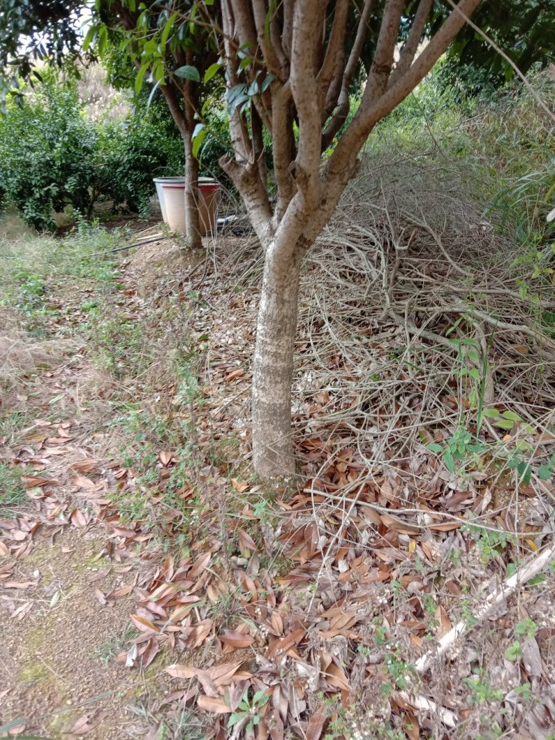 桂花树
