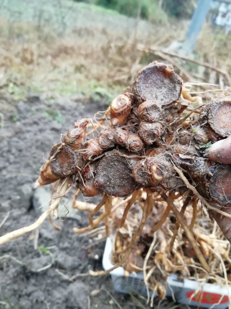 绿色食品:洋火姜