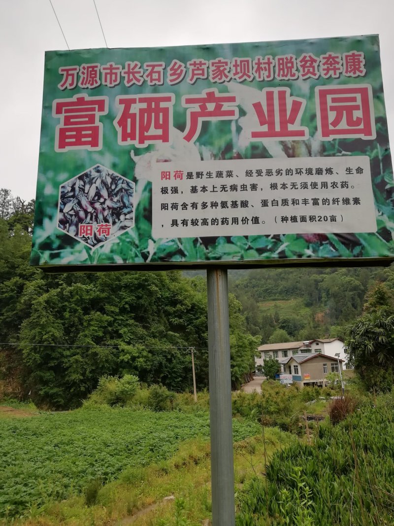 绿色食品:洋火姜