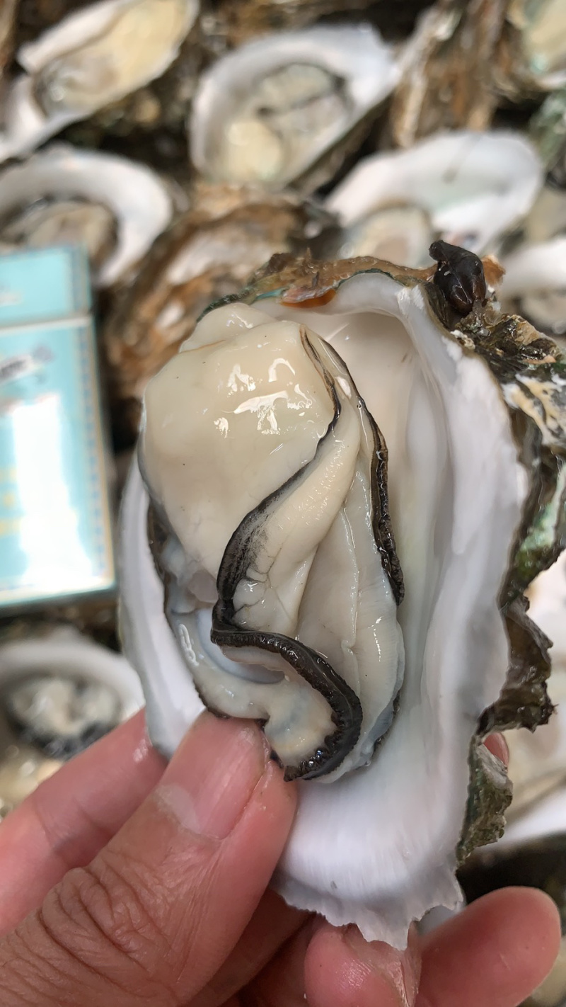 广东中蚝，3个/斤，珠海中蚝，产地直销，量大从优