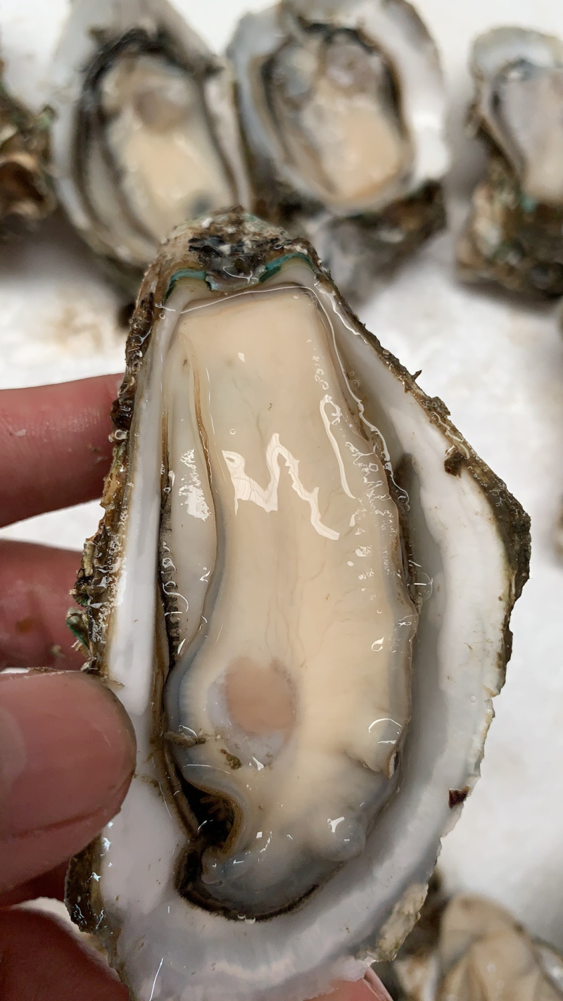 广东中蚝，3个/斤，珠海中蚝，产地直销，量大从优