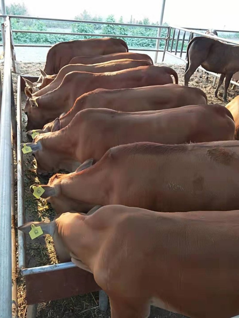 肉牛犊小黄牛全国免费送货买十送一包成活