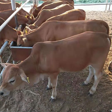 肉牛犊小黄牛全国免费送货买十送一包成活