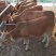 肉牛犊小黄牛全国免费送货买十送一包成活
