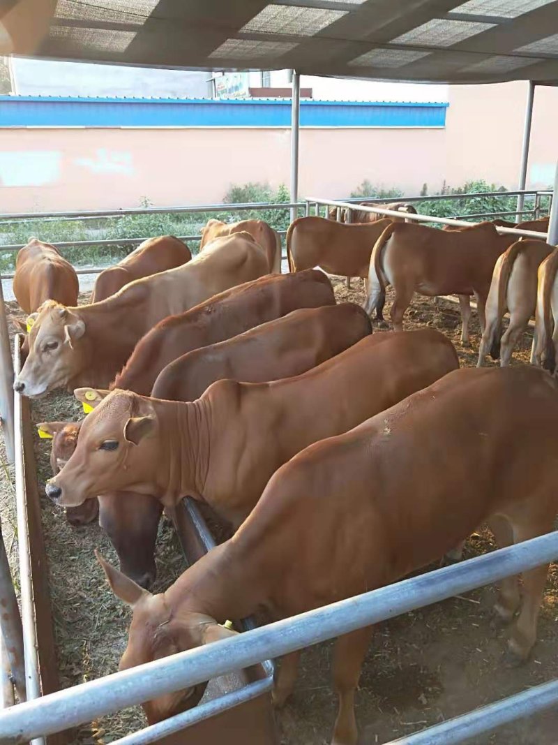 肉牛犊小黄牛全国免费送货买十送一包成活
