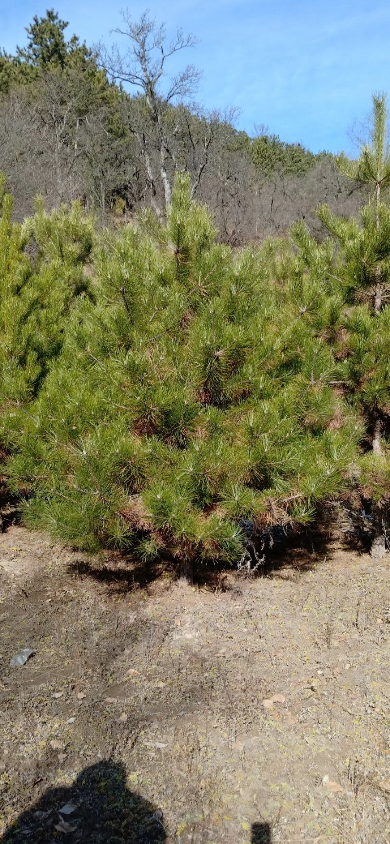 基地直销油松4米以上10~12cm8~10cm