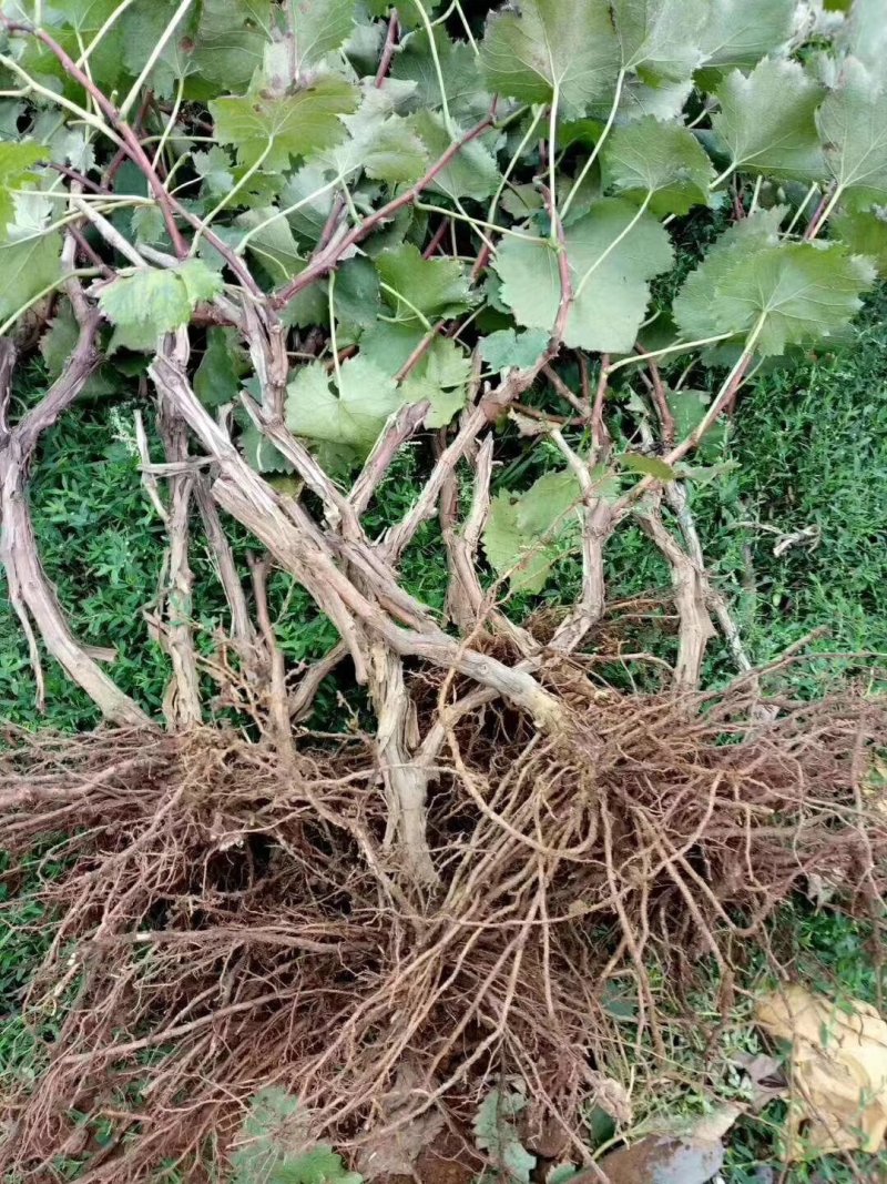 夏黑葡萄苗1年苗，巨峰葡萄苗