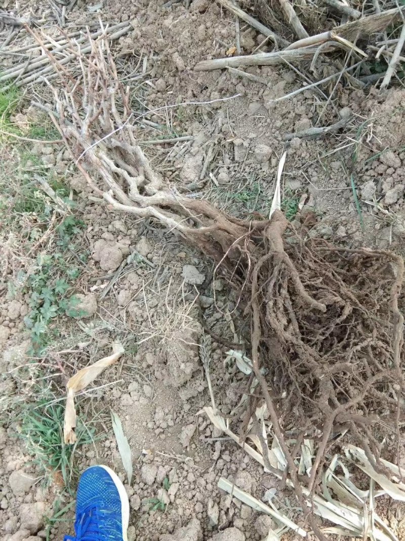 夏黑葡萄苗1年苗，巨峰葡萄苗