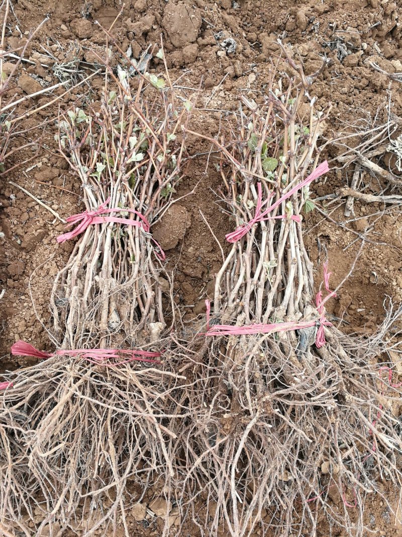 夏黑葡萄苗1年苗，巨峰葡萄苗