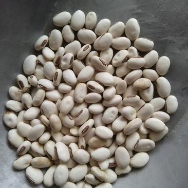 白刀豆