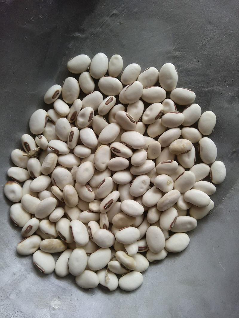 白刀豆