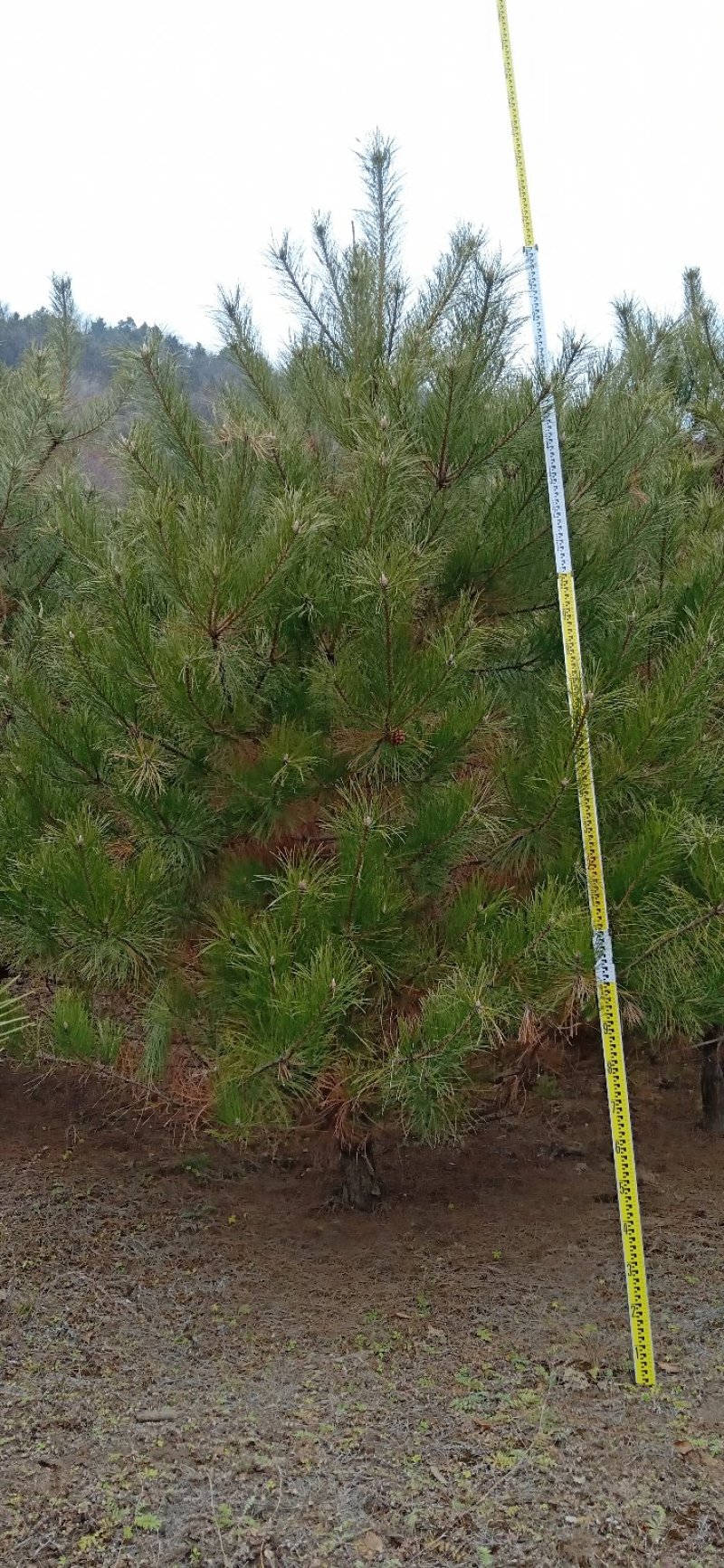 基地直销油松4米以上10~12cm8~10cm