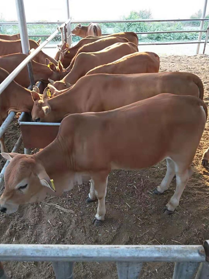 鲁西黄牛犊小牛犊肉牛养殖利包成活免费运输