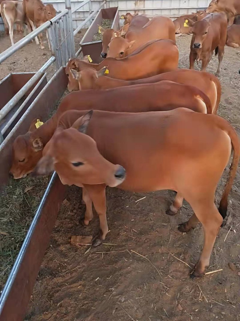 鲁西黄牛犊小牛犊肉牛养殖利包成活免费运输