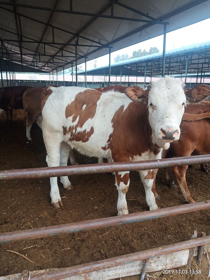 鲁西黄牛犊小牛犊肉牛养殖利包成活免费运输