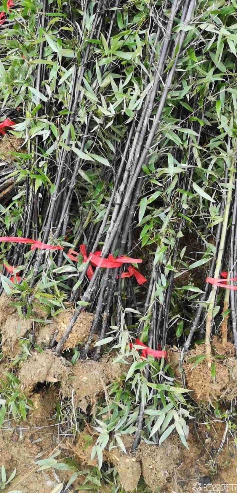 批发紫竹紫竹苗基地紫竹苗价格1-3公分规格齐全