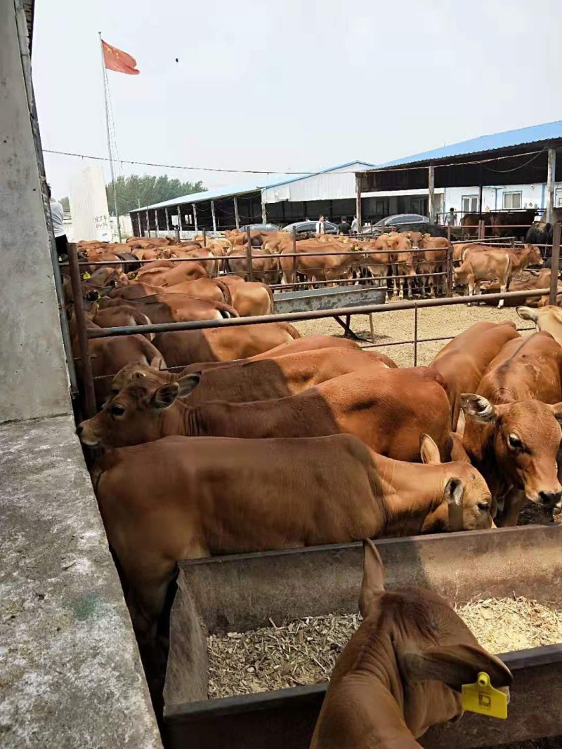 鲁西黄牛犊免费运输货到付款包技术包成活