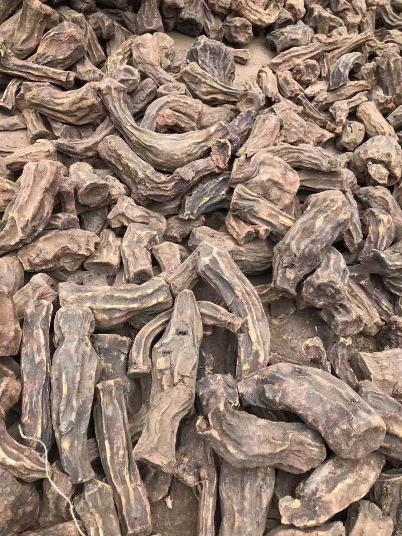 大黄苗大黄种苗（马蹄大黄）
