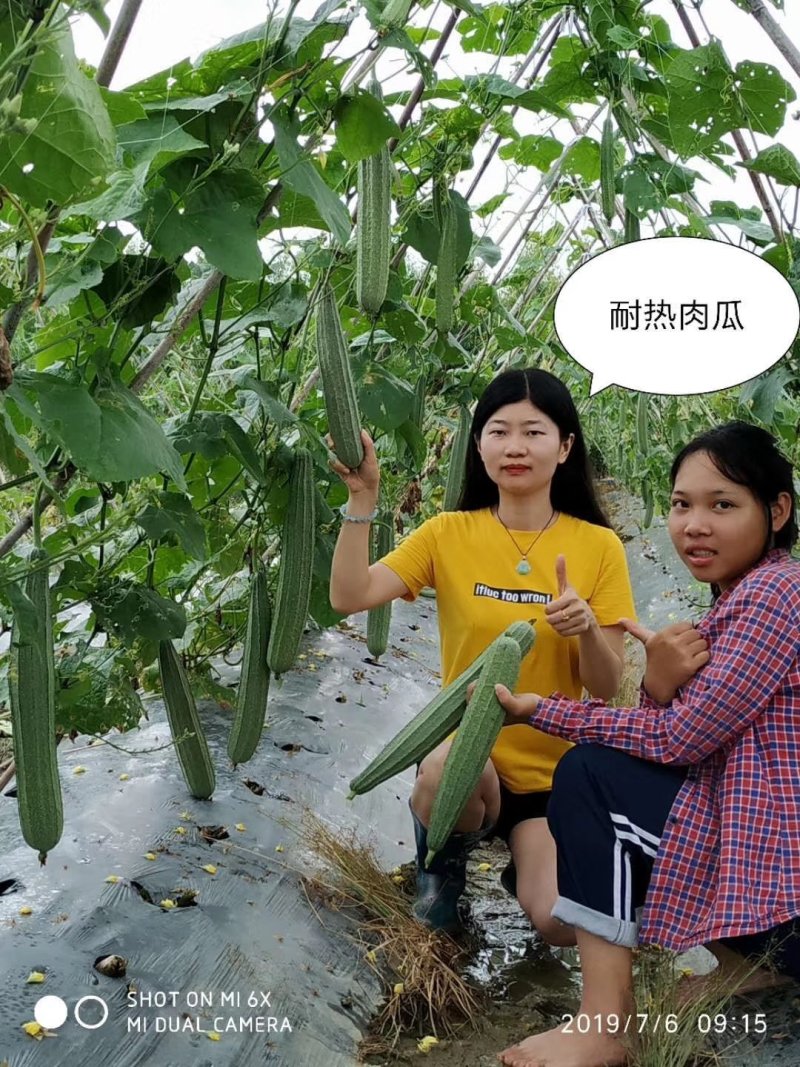 如玉肉丝瓜苗，耐热性好，穴盆苗存活率高。