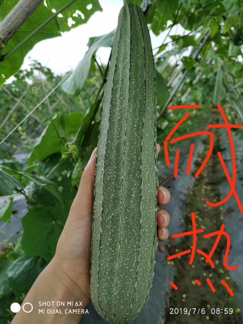 如玉肉丝瓜苗，耐热性好，穴盆苗存活率高。