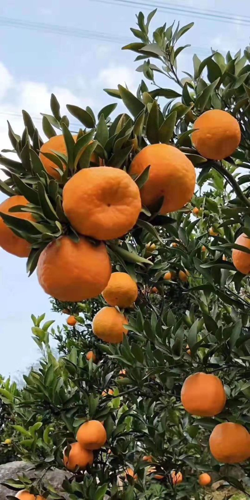 芦柑果园看货定价农户一手货源地头采果装车