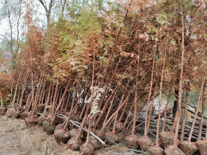 水杉水杉苗水杉新苗自家苗圃东台水杉