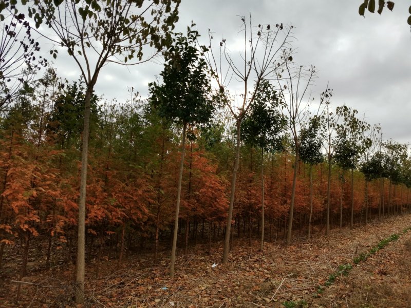 水杉水杉苗水杉新苗自家苗圃东台水杉
