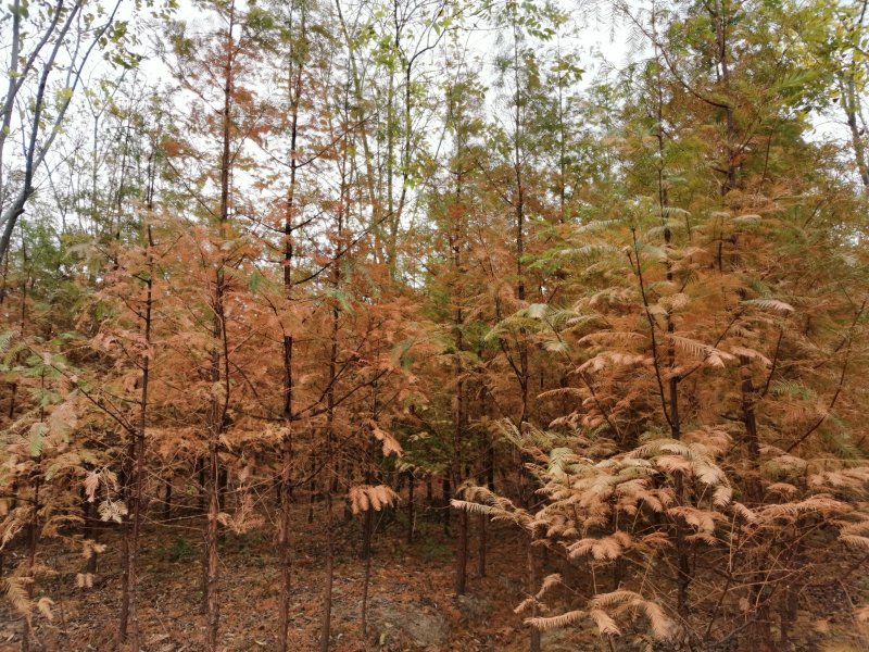 水杉水杉苗水杉新苗自家苗圃东台水杉