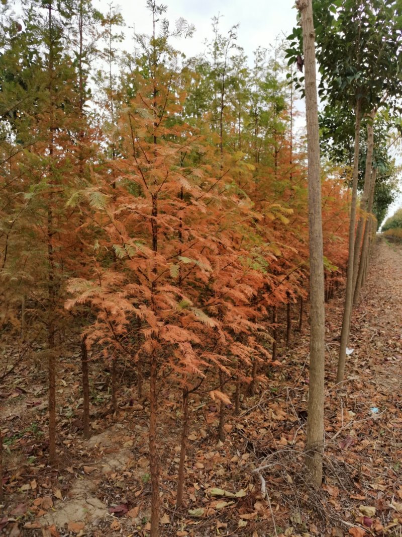水杉水杉苗水杉新苗自家苗圃东台水杉