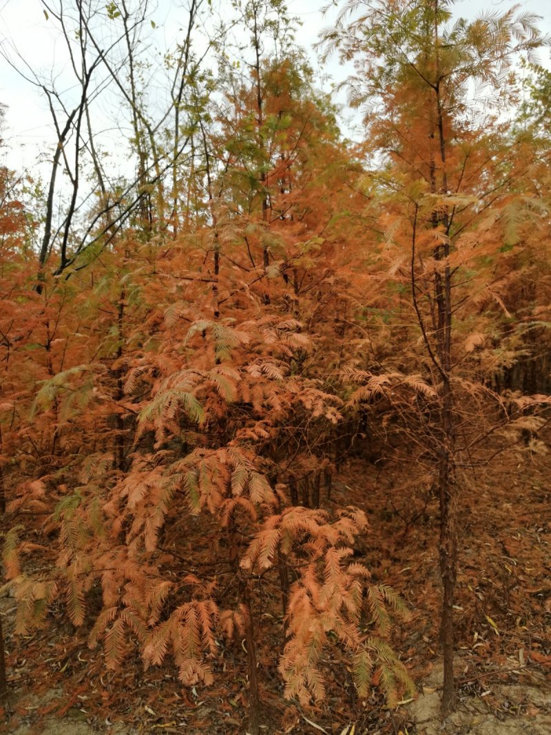 水杉水杉苗水杉新苗自家苗圃东台水杉