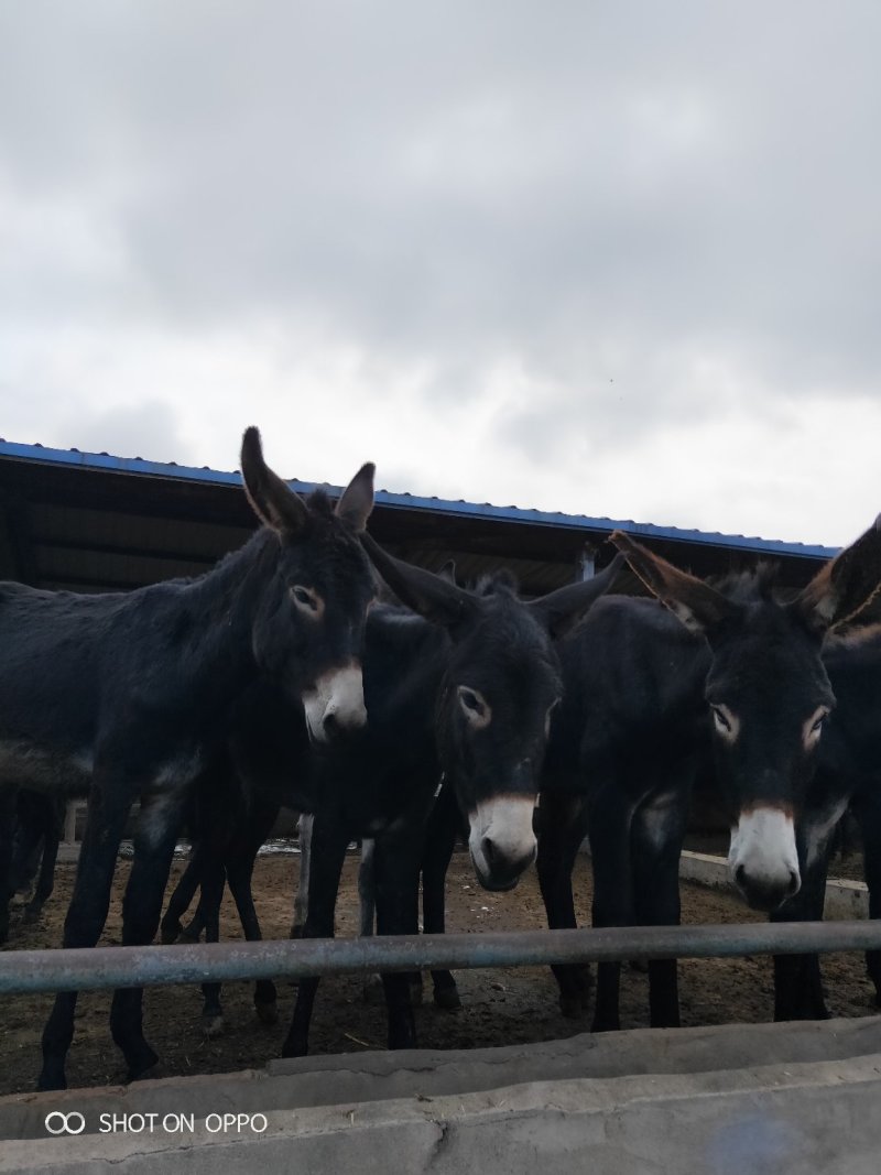 德州馿三粉馿乌头驴小馿驹，诚信经营，货到付款。