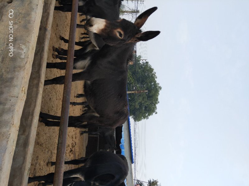 德州馿三粉馿乌头驴小馿驹，诚信经营，货到付款。