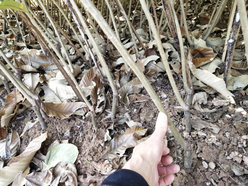 大红袍板栗苗栗子树苗晚熟大果板栗苗